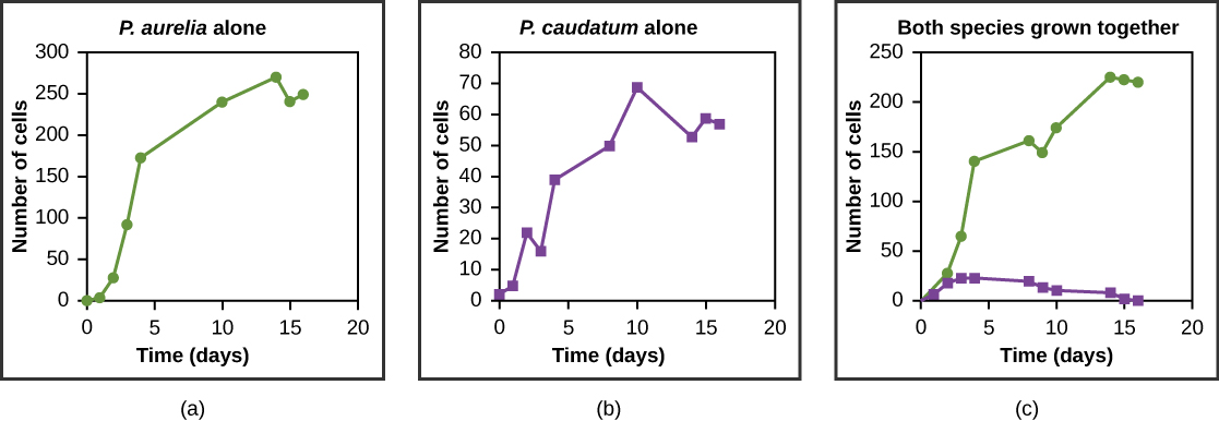  The three graphs all plot number of cells versus time in days. In Graph (a), P. aurelia is grown alone. In graph (b), P. caudatum is grown alone. In graph (c), the two species are grown together. When grown together, the two species both exhibit logistic growth and grow to a relatively high cell density. When the two species are grown together, P. aurelia shows logistic growth to nearly the same cell density as it exhibited when grown alone, but P. caudatum hardly grows at all, and eventually its population drops to zero.