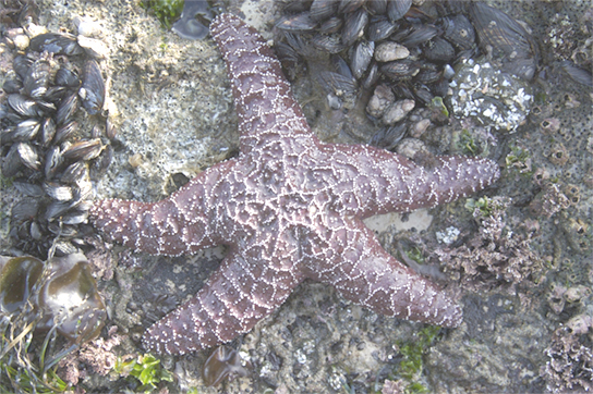 Photo shows a reddish-brown sea star.