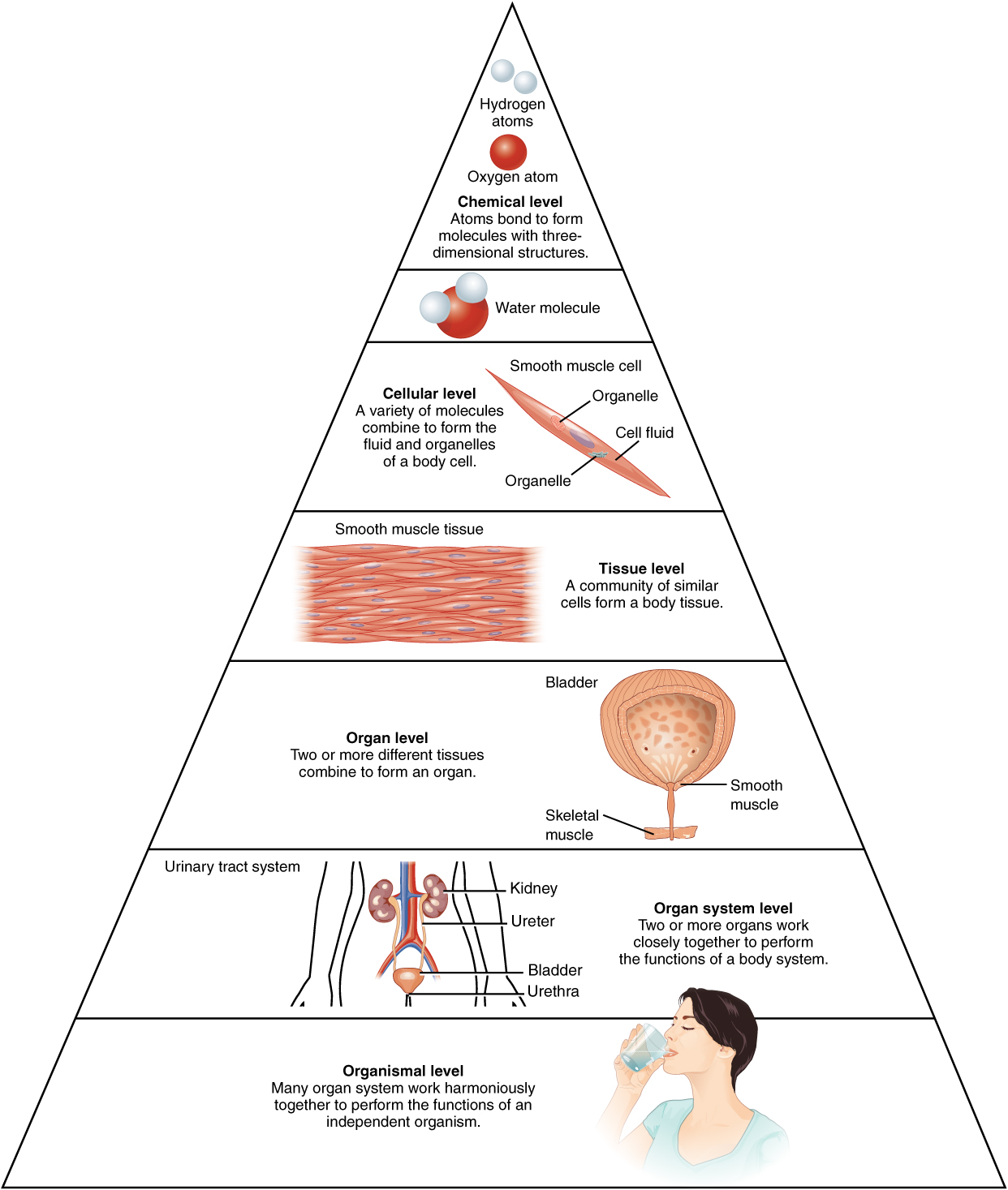 This illustration shows biological organization as a pyramid. The chemical level is at the apex of the pyramid where atoms bond to form molecules with three dimensional structures. An example is shown with two white hydrogen atoms bonding to a red oxygen atom to create water. The next level down on the pyramid is the cellular level, as illustrated with a long, tapered, smooth muscle cell. At this level, a variety of molecules combine to form the interior fluid and organelles of a body cell. The next level down is the tissue level. A community of similar cells forms body tissue. The example given here is a section of smooth muscle tissue, which contains many smooth muscle cells closely bound side by side. The next level down is the organ level, as illustrated with the bladder and urethra. The bladder contains smooth muscle while the urethra contains skeletal muscle. These are both examples of muscle tissues. The next level down is the organ system level, as illustrated by the entire urinary system containing the kidney, ureters, bladder and urethra. At this level, two or more organs work closely together to perform the functions of a body system. At the base of the pyramid is the organismal level illustrated with a woman drinking water. At this level, many organ systems work harmoniously together to perform the functions of an independent organism.