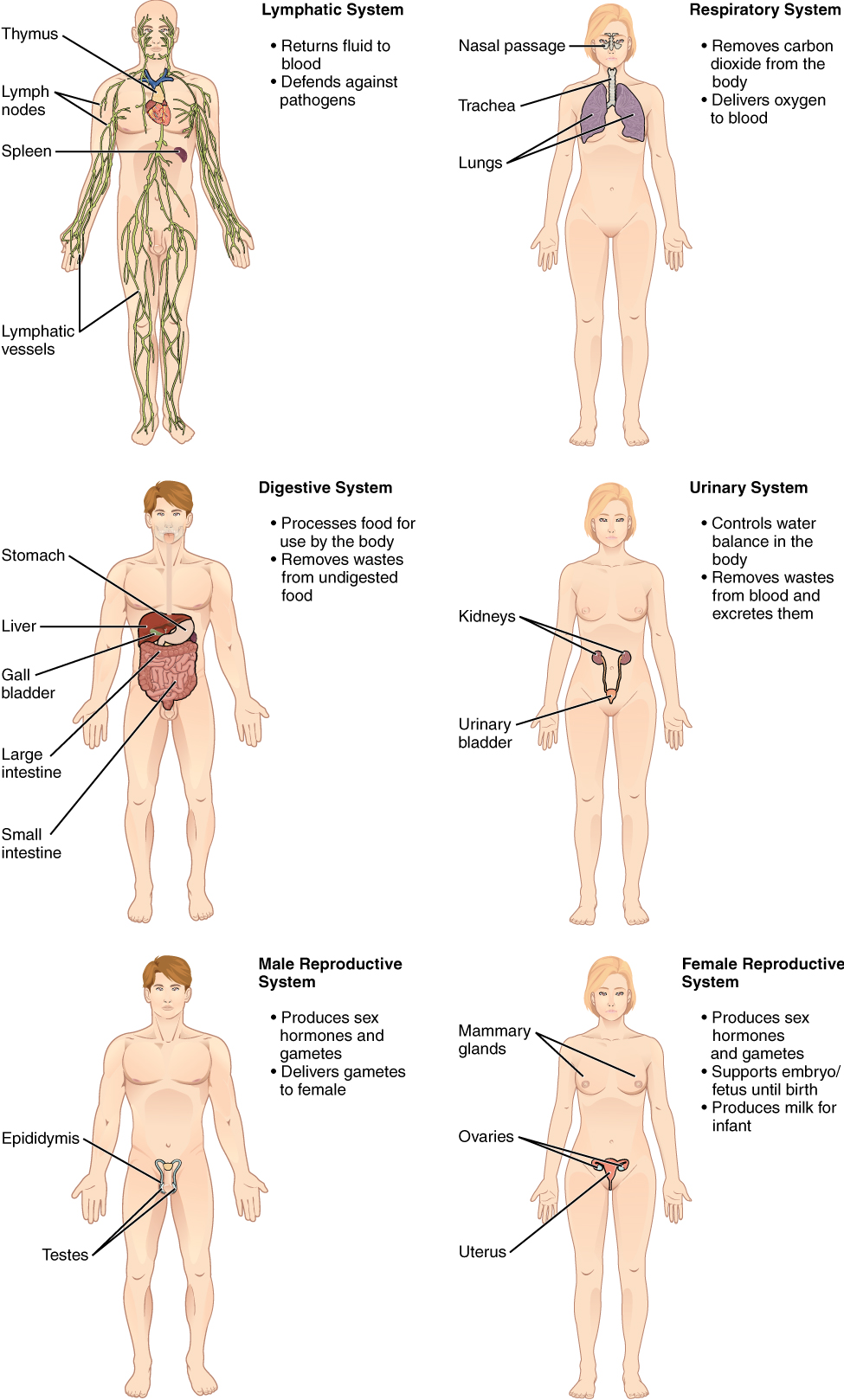 The lymphatic system returns fluid to the blood and defends against pathogens. The lymphatic system includes the thymus in the chest, the spleen in the abdomen, the lymphatic vessels that spread throughout the body, and the lymph nodes distributed along the lymphatic vessels. The respiratory system removes carbon dioxide from the body and delivers oxygen to the blood. The respiratory system includes the nasal passages, the trachea, and the lungs. The digestive system processes food for use by the body and removes wastes from undigested food. The digestive system includes the stomach, the liver, the gall bladder (connected to the liver), the large intestine, and the small intestine. The urinary system controls water balance in the body and removes and excretes waste from the blood. The urinary system includes the kidneys and the urinary bladder. The reproductive system of males and females produce sex hormones and gametes. The male reproductive system is specialized to deliver gametes to the female while the female reproductive system is specialized to support the embryo and fetus until birth and produce milk for the infant after birth. The male reproductive system includes the two testes within the scrotum as well as the epididymis which wraps around each testis. The female reproductive system includes the mammary glands within the breasts and the ovaries and uterus within the pelvic cavity.