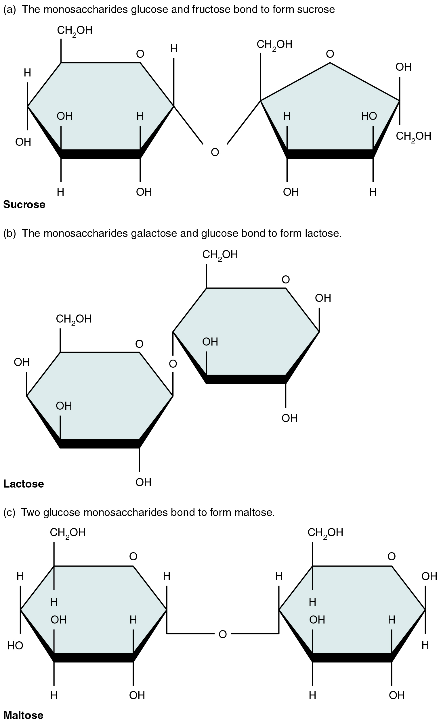 This figure shows the structure of sucrose, lactose, and maltose.