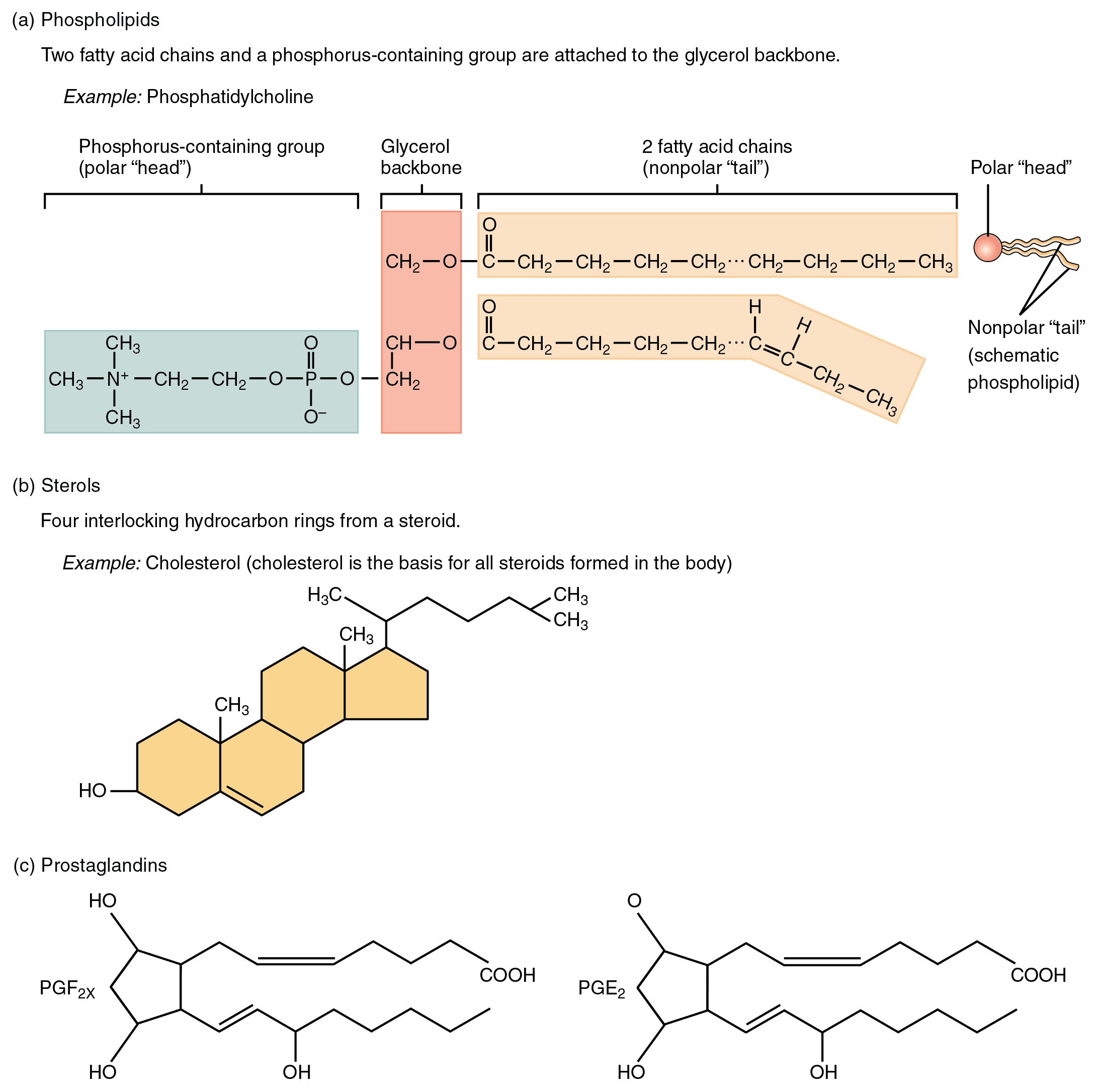 This figure shows the chemical structure of different lipids.