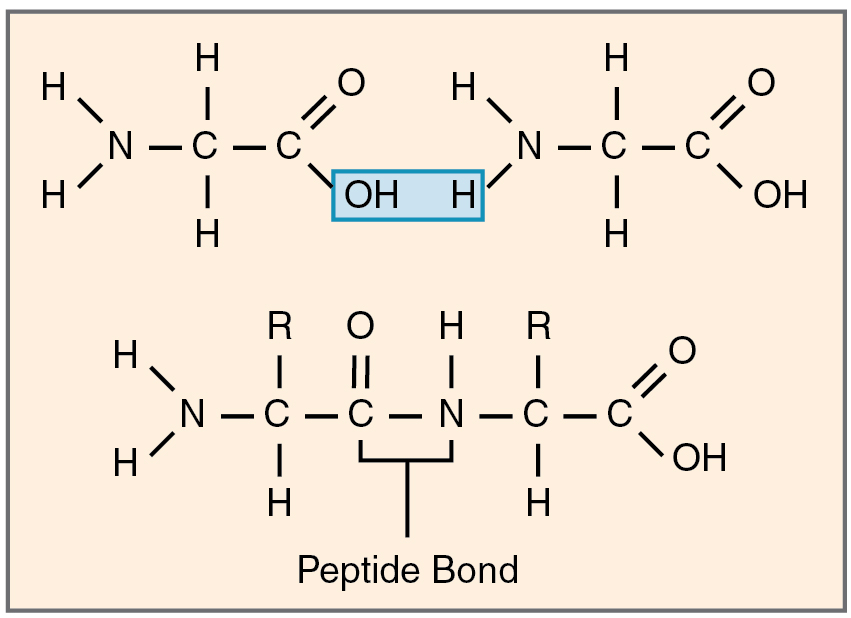 This figure shows the formation of a peptide bond, highlighted in blue.