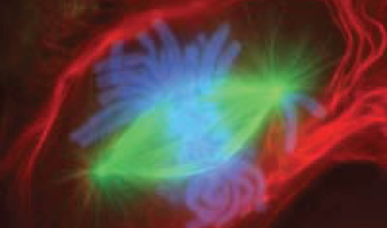 In this image, a fluorescently stained cell is shown undergoing mitosis. The cell membrane is stained red and the green stains show the mitotic spindles inside the cell. The chromosomes are shown in blue.