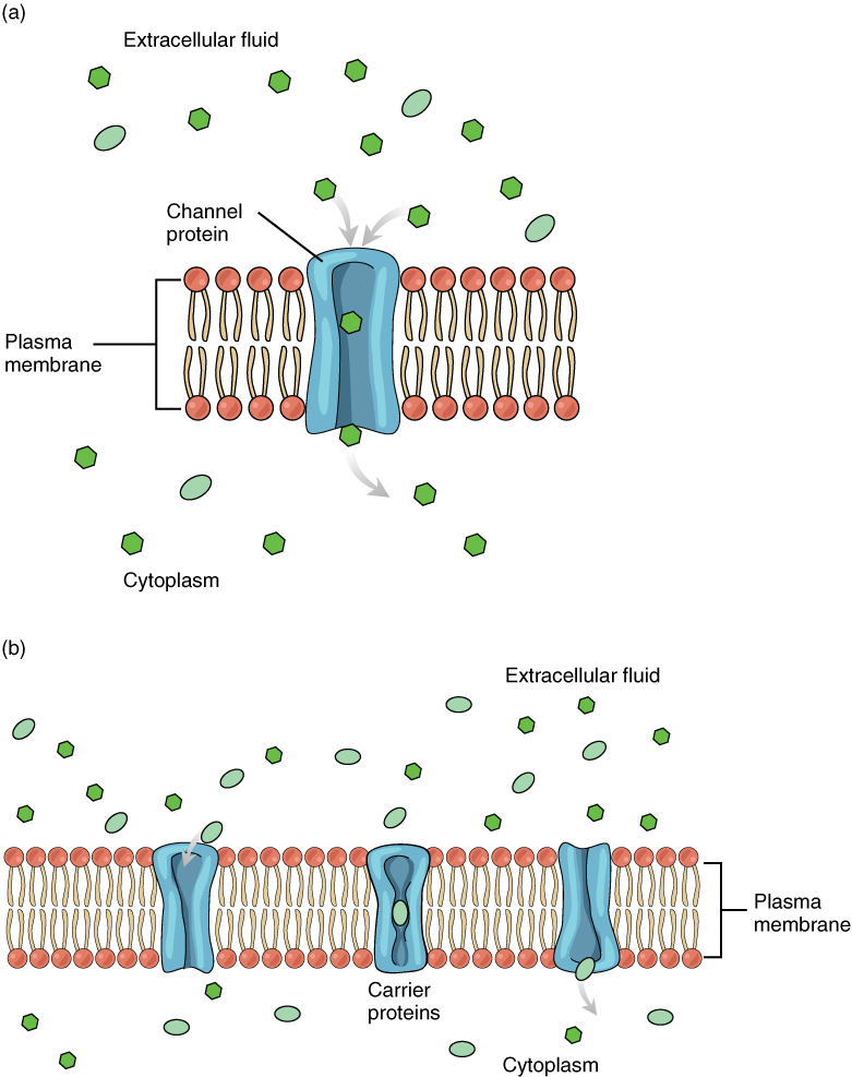 This diagram shows the different means of facilitated diffusion across the plasma membrane. In the top panel, a channel protein is shown to allow the transport of solutes across the membrane. In the bottom panel, the membrane contains carrier proteins in addition to channel proteins.