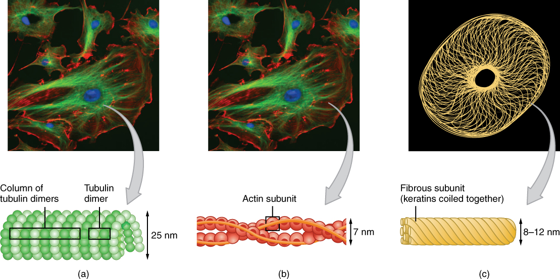 This figure shows the different cytoskeletal components in an animal cell. The left panel shows the microtubules with the structure of the column formed by tubulin dimers. The middle panel shows the actin filaments and the helical structure formed by the filaments. The right panel shows the fibrous structure of the intermediate filaments with the different keratins coiled together.