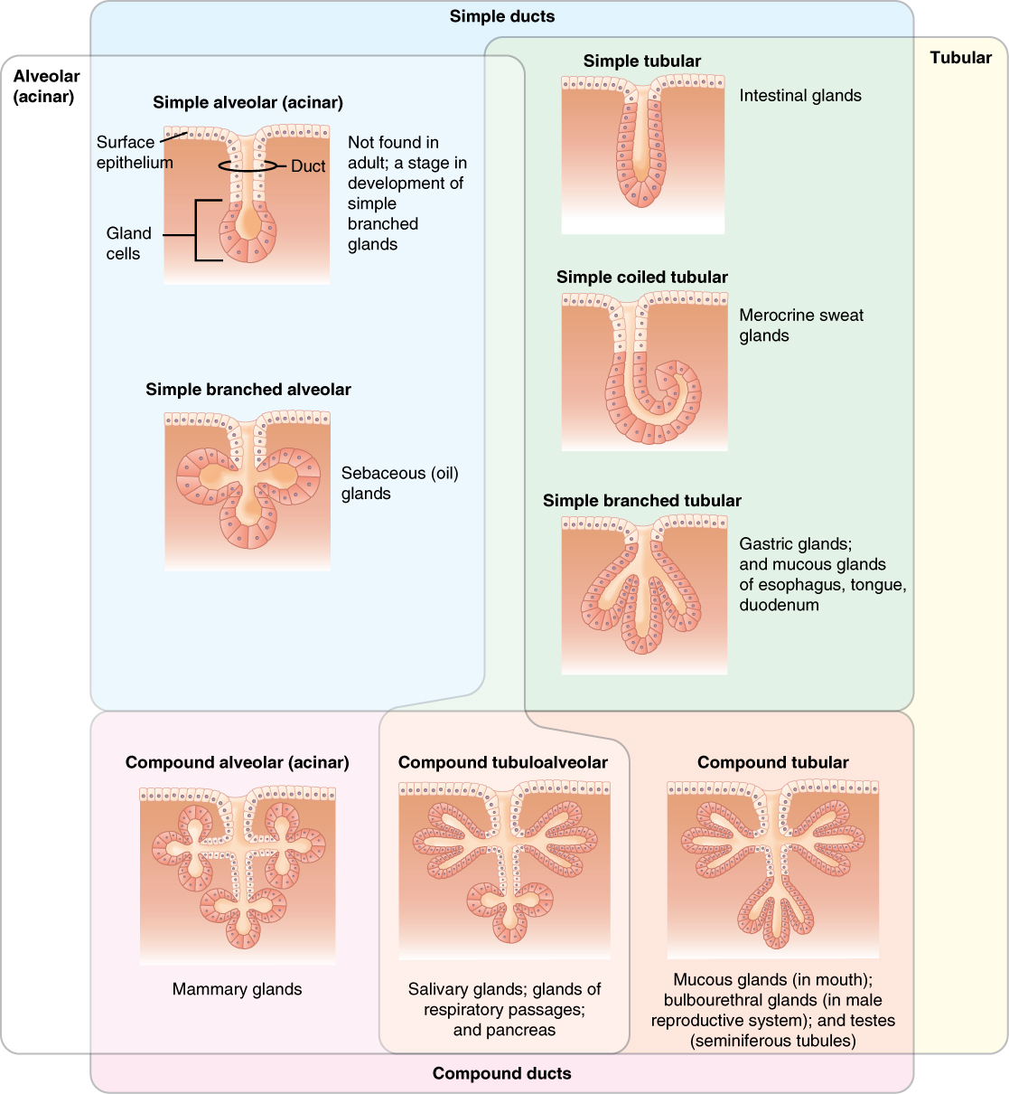 This table shows the different types of exocrine glands: alveolar (acinar) versus tubular and those with simple ducts versus compound ducts. Each diagram shows a single layer of columnar epithelial cells with a line of cells travelling along the surface of a tissue (surface epithelium) and then dipping into a hole in the tissue. The cells travel down the right side of the hole until they reach the bottom, then curve around the bottom of the hole and then travel up the left side. Finally, the cells emerge back onto the surface of the tissue. The surface epithelial cells are those that are on the surface of the tissue; the duct cells are those that line both walls of the hole. The gland cells are those that line the bottom of the hole. The shape of the hole differs in each gland. In the simple alvelolar (acinar) gland, the duct and gland cells are bulb shaped with the gland cells being the larger end of the bulb. Simple alveolar glands are not found in adults, as these represent an early developmental stage of simple, branched glands. In simple tubular glands, the duct and gland cells are U shaped. Simple tubular glands are found in the intestinal glands. In simple branched alveolar glands, the gland cells form three bulbs at the end of the duct, similar in appearance to a clover leaf. The sebaceous (oil) glands are examples of simple branched alveolar glands. In simple coiled tubular glands, the duct and gland cells form a U, however, the bottom of the U, which is all gland cells, is curved up to the right. Merocrine sweat glands are examples of simple coiled tubular glands. In simple branched tubular glands, the duct is very short and the gland cells divide into three lobes, similar in appearance to a bird’s foot. The gastric glands of the stomach and mucous glands of the esophagus, tongue and duodenum are examples of simple branched tubular glands. Among the glands with compound ducts, compound alveolar (acinar) glands have three sets of clover leaf bulbs, for a total of six bulbs. Two of the clover leaf shaped structures extend parallel to the surface epithelium in opposite directions to each other. The third clover leaf extends down into the tissue, perpendicular to the surface. The duct is cross-shaped. The mammary glands are an example of compound alveolar glands. Compound tubular glands have a similar structure to compound alveolar glands. However, instead of three cloverleaf shaped bulbs, the compound tubular gland has three bird’s foot shaped bulbs. The duct is also cross-shaped in the compound tubular gland. The mucous glands of the mouth and the bulbourethral glands of the male reproductive system are examples of compound tubular glands, which are also found in the seminiferous tubules of the testis. Compound tubuloalveolar glands are a hybrid between the compound alveolar gland and the compound tubular gland. The two sets of bulbs that run parallel to the surface are bird-foot shaped; however, the set of bulbs that runs perpendicularly below the surface is cloverleaf shaped. The salivary glands, glands of the respiratory passages and glands of the pancreas are all compound tubuloalveolar glands.