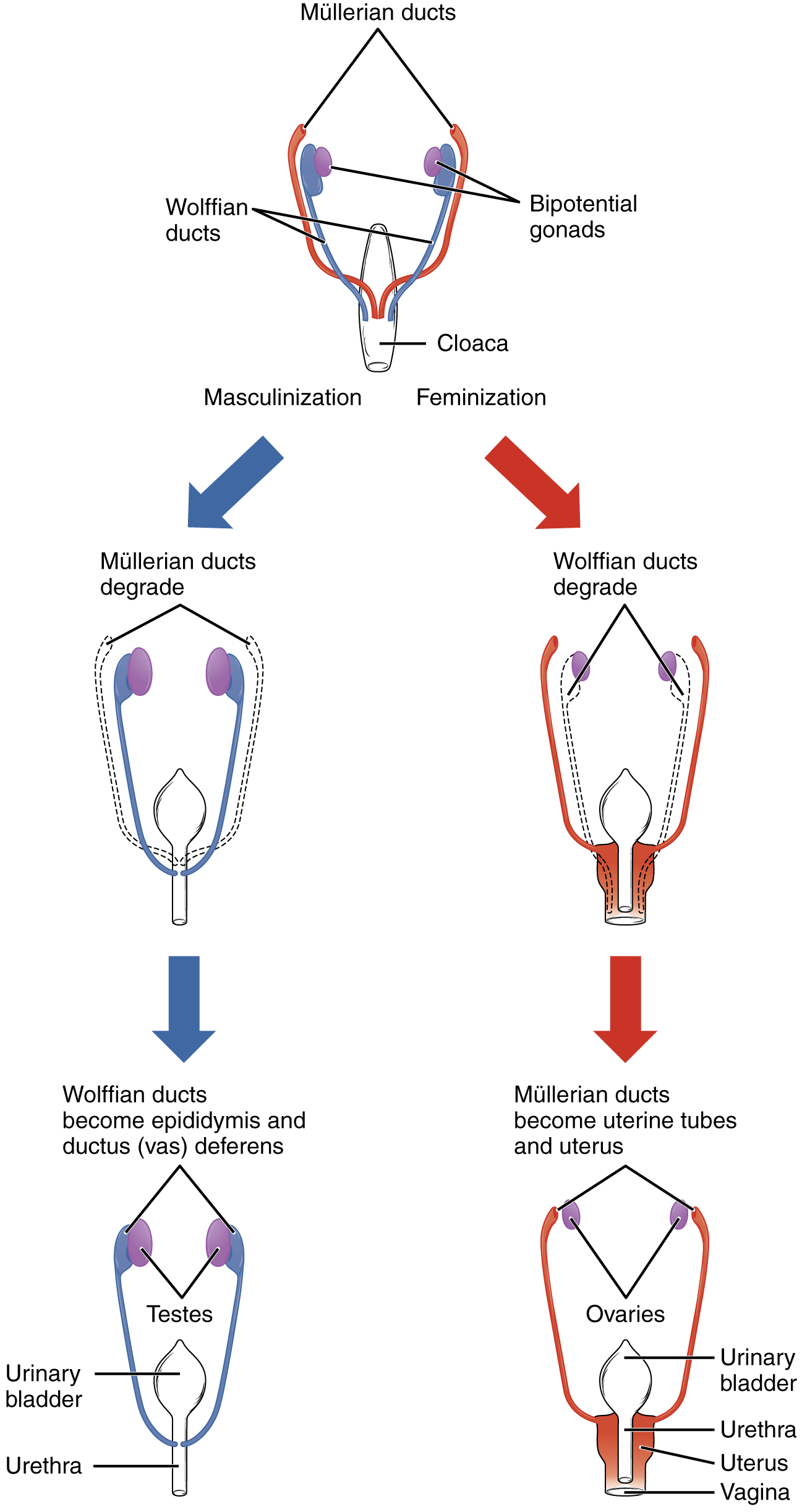 This flow chart shows how the sexual organs develop in embryos. The left side of the flow chart shows the development of male organs and the right side of the flow chart shows the development of female organs.