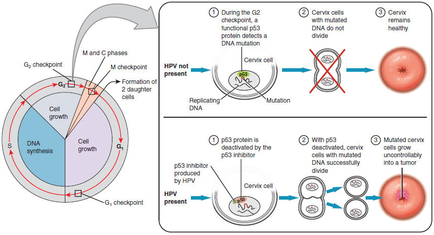 The left panel shows cell cycle. An arrow from the G2 phase leads to the right panel. The top half of the right panel describes the next steps in the absence of HPV and the bottom half describes the next steps in the presence of HPV. 