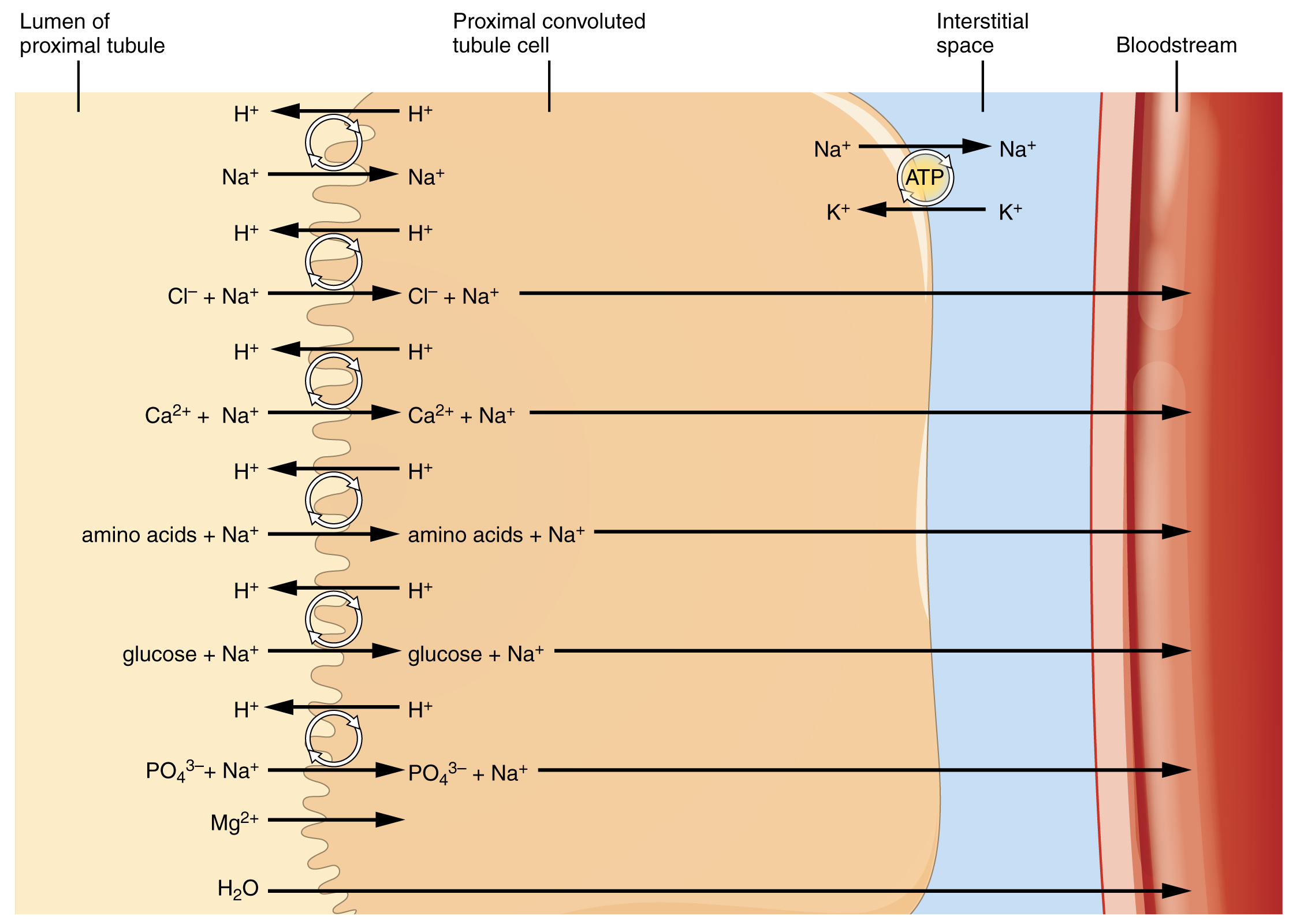 This diagram shows the different substances that are secreted and reabsorbed by the proximal collecting tubule. Arrows show the direction of the movement of the substance.