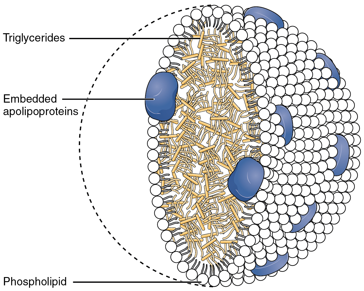 This figure shows a chylomicron containing triglycerides and cholesterol molecules as well as other lipids.