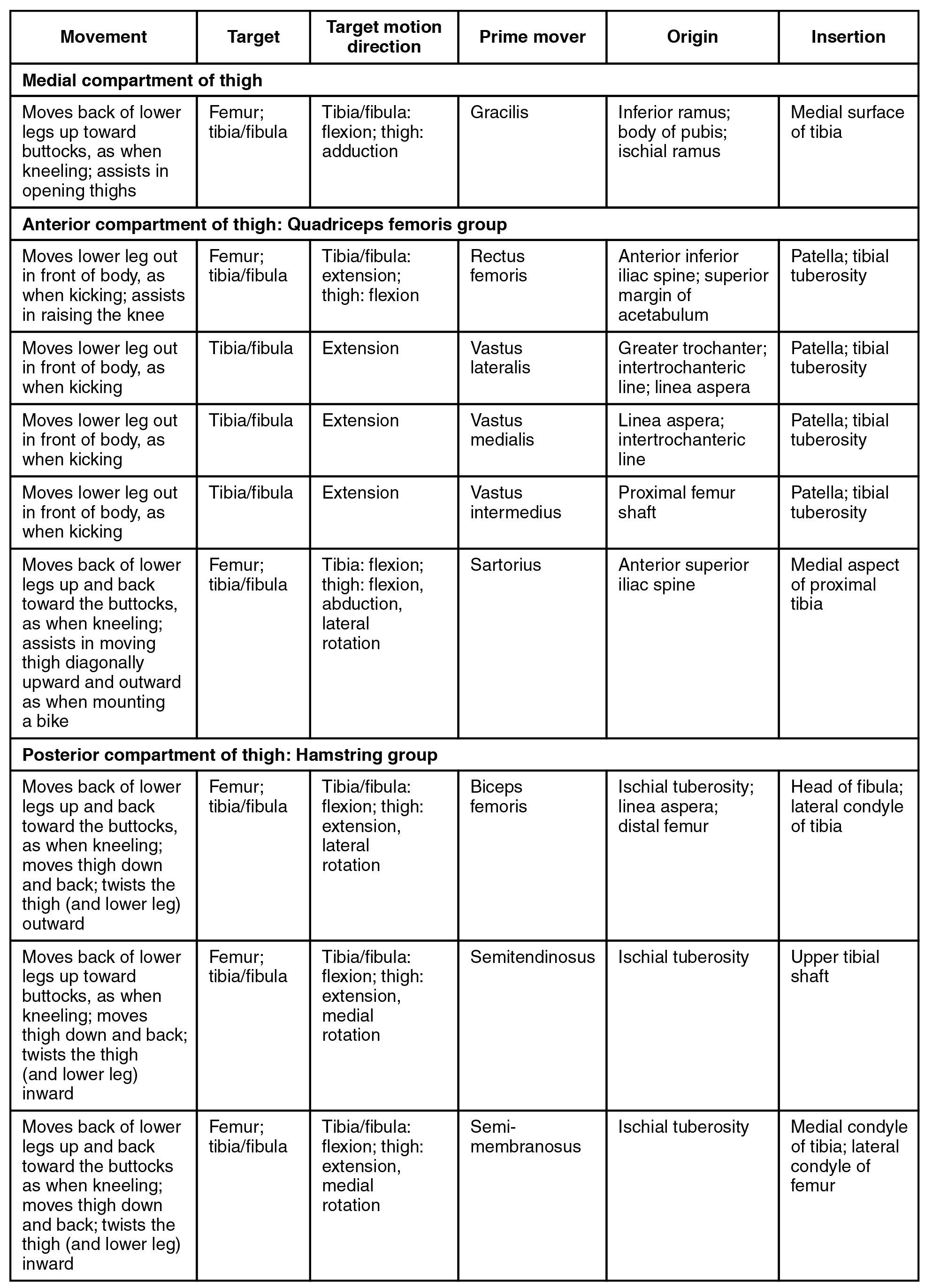 This table describes the thigh muscles that move the femur, tibia, and fibula. The medial compartment of the thigh consists of the gracilis, which moves the back of the lower legs up toward the buttocks, as when kneeling; it also assists in opening the thighs. It originates in the inferior ramus, the body of the pubis, and the ischial ramus. These muscles, the quadriceps femoris group, make up the anterior compartment of the thigh. The rectus femoris moves the lower leg out in front of the body, as when kicking; it also assists in raising the knee. It originates in the anterior inferior iliac spine and in the superior margin of the acetabulum. The vastus lateralis moves the lower leg out in front of the body, as when kicking. It originates in the greater trochanter, the intertrochanteric line, and the linea aspera. The vastus medialis moves the lower leg out in front of the body, as when kicking. It originates in the linea aspera and the intertrochanteric line. The vastus intermedius moves the lower leg out in front of the body, as when kicking. It originates in the proximal femur shaft. The sartorius moves the back of the lower legs up and back toward the buttocks, as when kneeling; it also assists in moving the thigh diagonally upward and outward as when mounting a bike. It originates in the anterior superior iliac spine. These muscles, the hamstring group, make up the posterior compartment of the thigh. The biceps femoris moves the back of the lower leg up and back toward the buttocks, as when kneeling; it also moves the thigh down and back and twists the thigh (and lower leg) outward. It originates in the ischial tuberosity, linea aspera, and distal femur. The semitendinosus moves the back of the lower legs up toward the buttocks, as when kneeling; it also moves the thigh down and back and twists the thigh (and lower leg) inward. It originates in the ischial tuberosity. The semi-membranosus moves the back of the lower legs up and back toward the buttocks, as when kneeling; it also moves the thigh down and back and twists the thigh (and lower leg) inward. It originates in the ischial tuberosity.