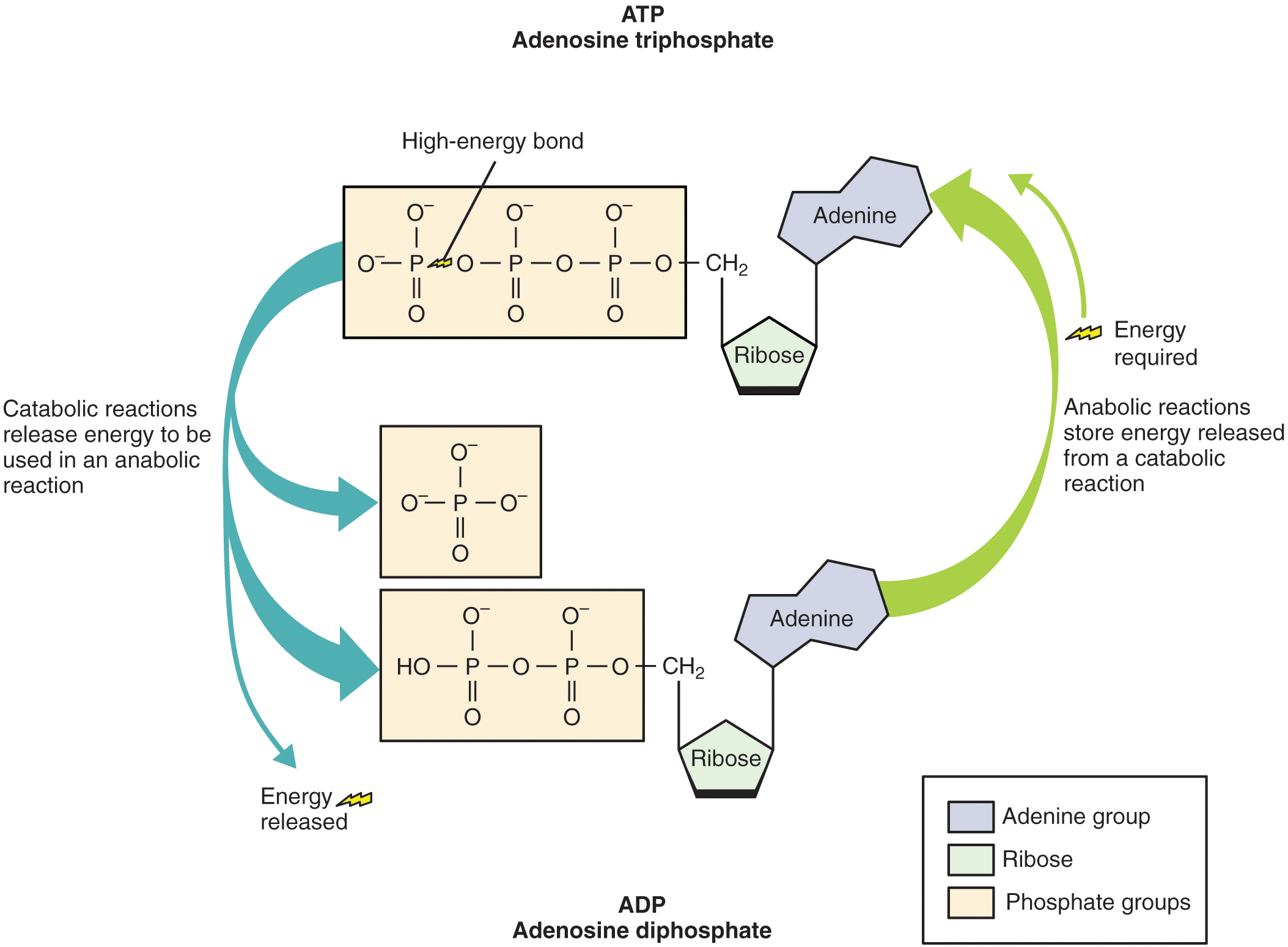 This diagram shows the chemical structure of adenosine triphosphate, and how different reactions add or remove phosphate groups.