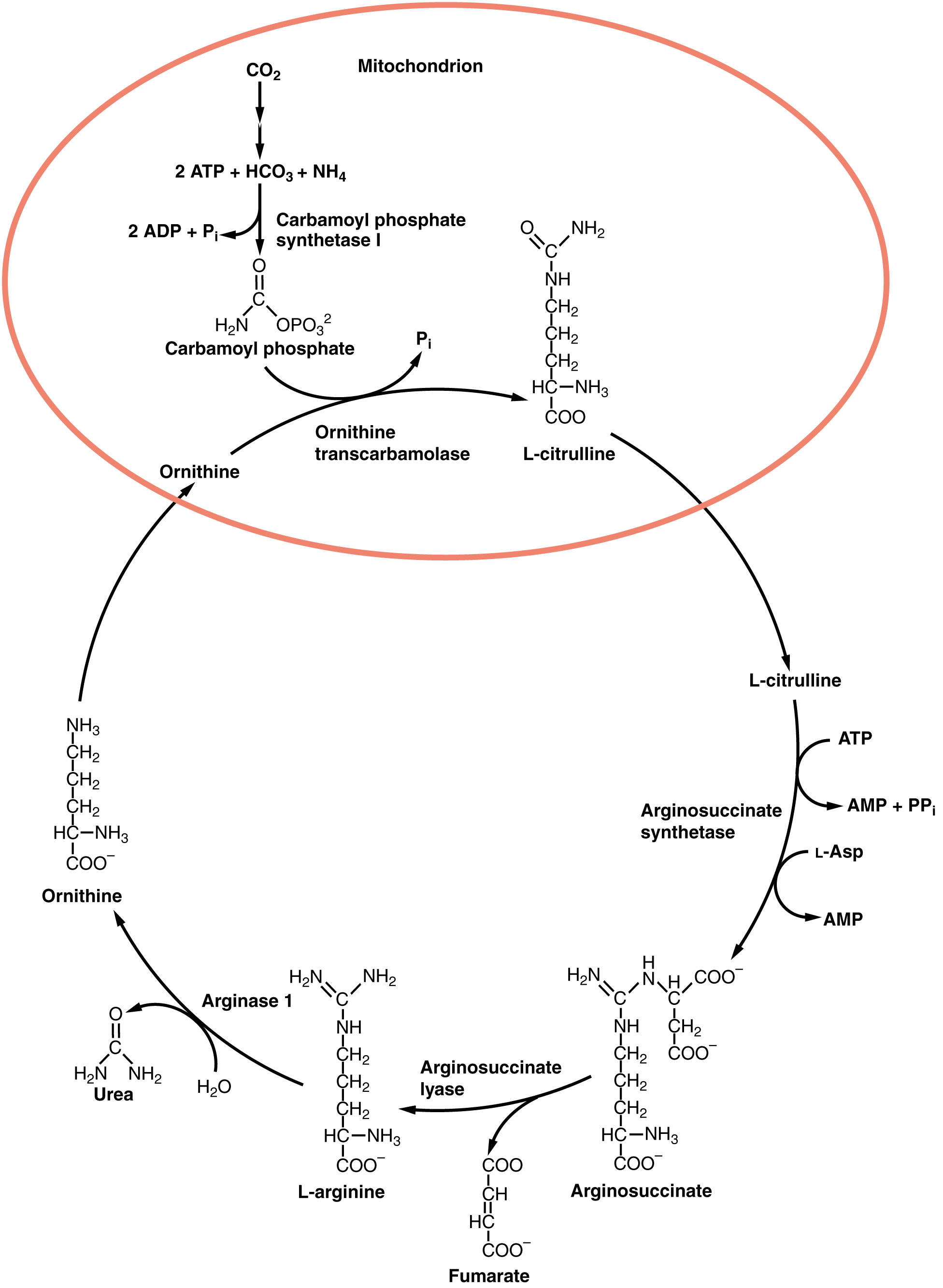 This image shows the reactions of the urea cycle and the organelles in which they take place.