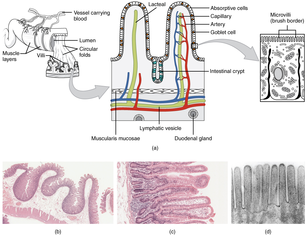 Illustration (a) shows the histological cross-section of the small intestine. The left panel shows a small region of the small intestine, along with the blood vessels and the muscle layers. The middle panel shows a magnified view of a small region of the small intestine, highlighting the absorptive cells, the lacteal and the goblet cells. The right panel shows a further magnified view of the epithelial cells including the microvilli. Illustrations (b) shows a micrograph of the circular folds, and illustration (c) shows a micrograph of the villi. Illustration (d) shows an electron micrograph of the microvilli.