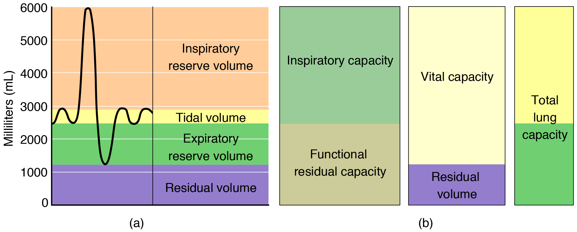 Respiratory Volume Chart