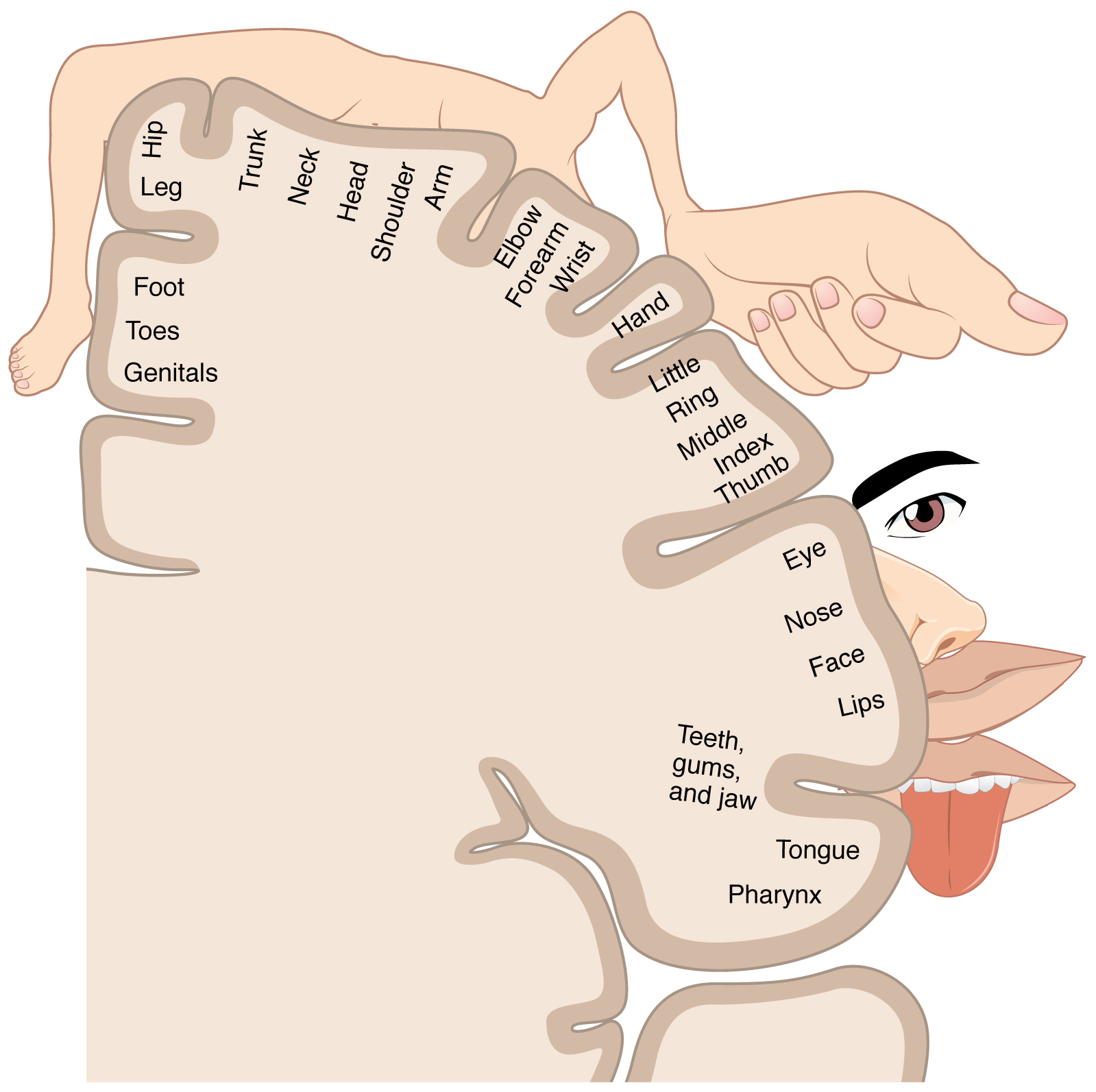 This image shows the areas of the brain that control and respond to the different senses.