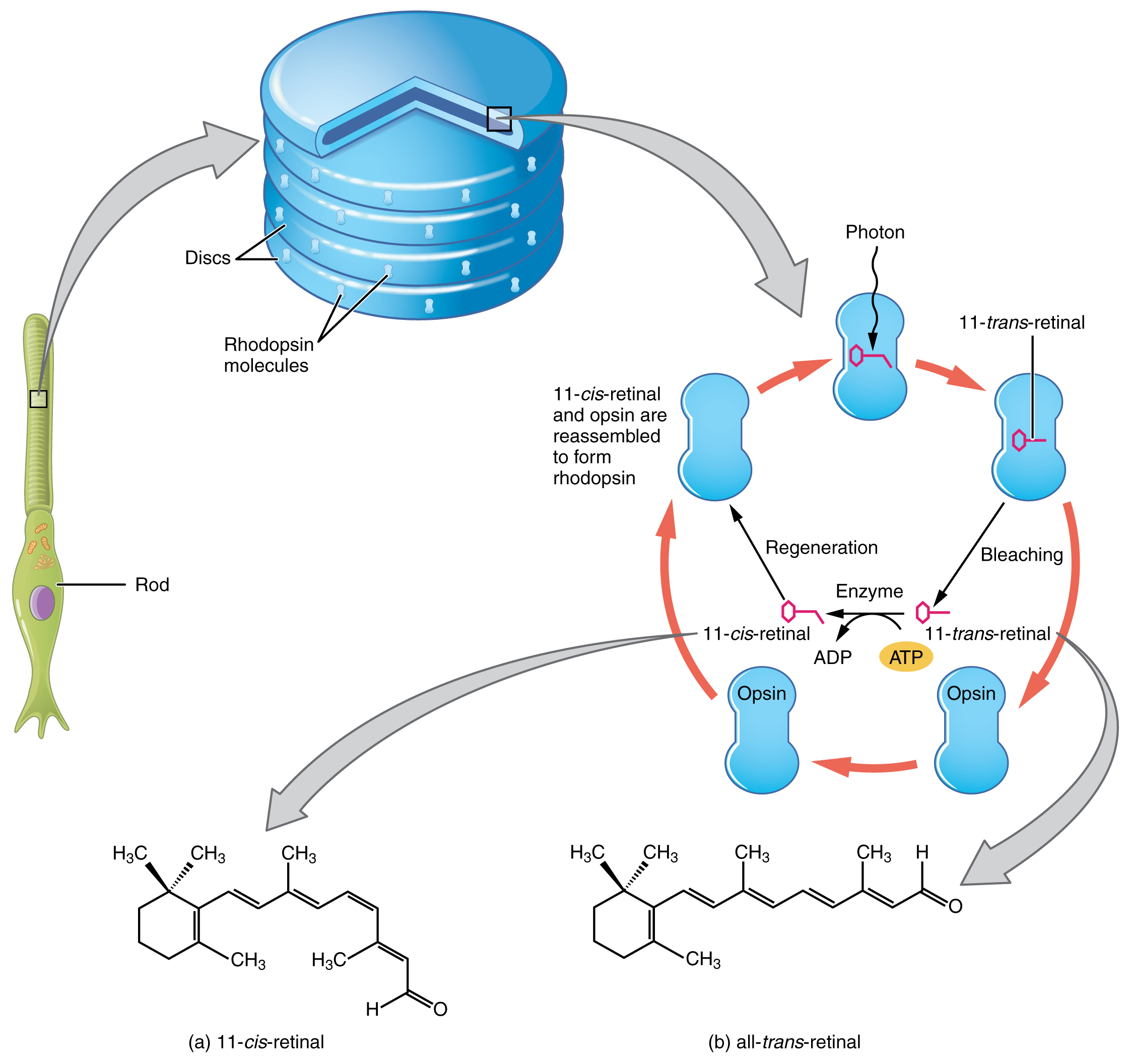 This figure shows a rod cell on the left and then shows a magnified view of the discs in the rod cells. Further magnified images show the reaction cycle required to convert cis-retinal to trans-retinal. Chemical structures of both these molecules are shown.