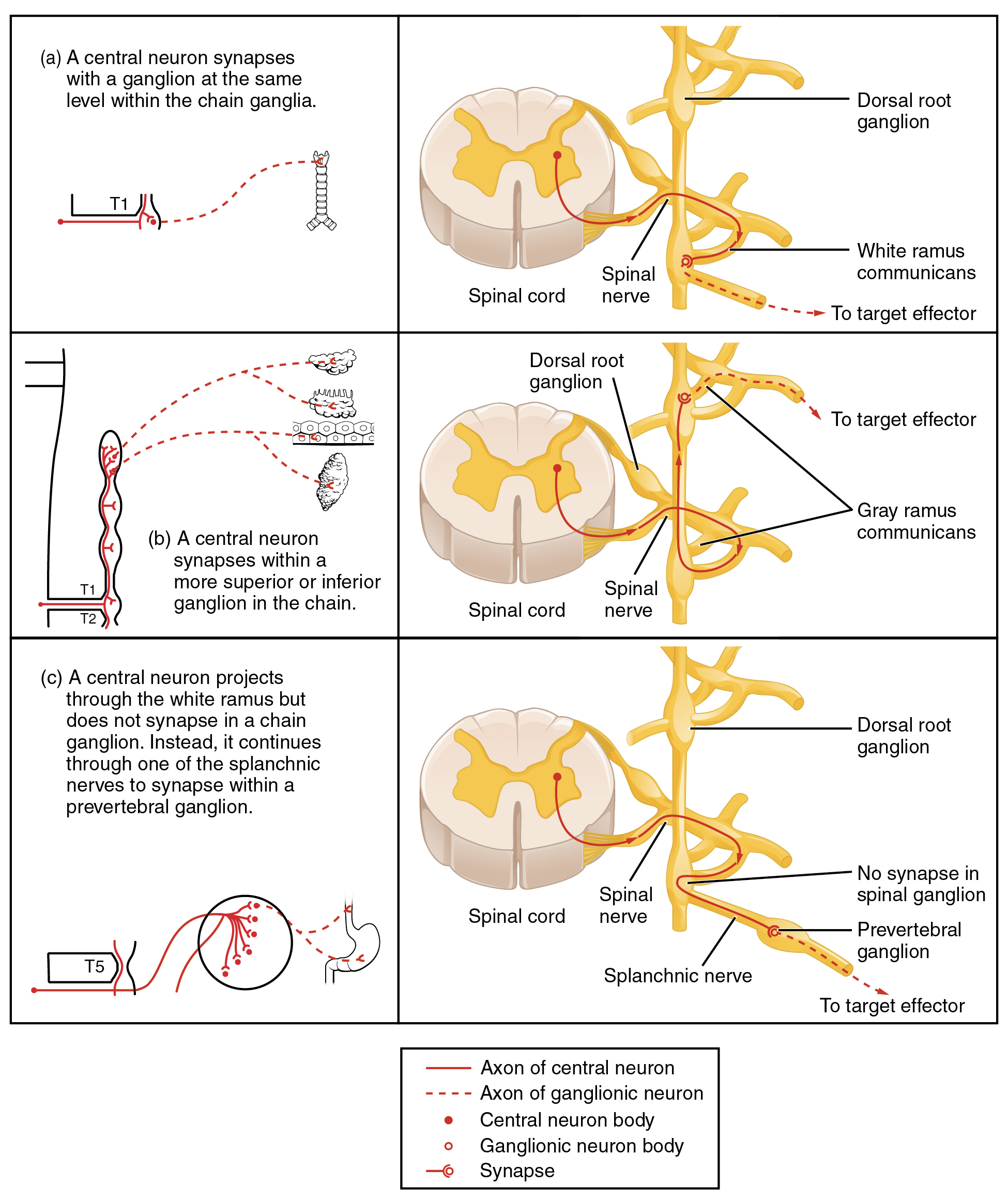 This table shows the connections between the spinal cord and the ganglia. The top panel shows the connection between a central neuron and a chain ganglion at the same lever. The center panel shows the connection between a central neuron and a synapse with a superior or inferior ganglion. The bottom panel shows the projection of a central neuron into the white ramus.