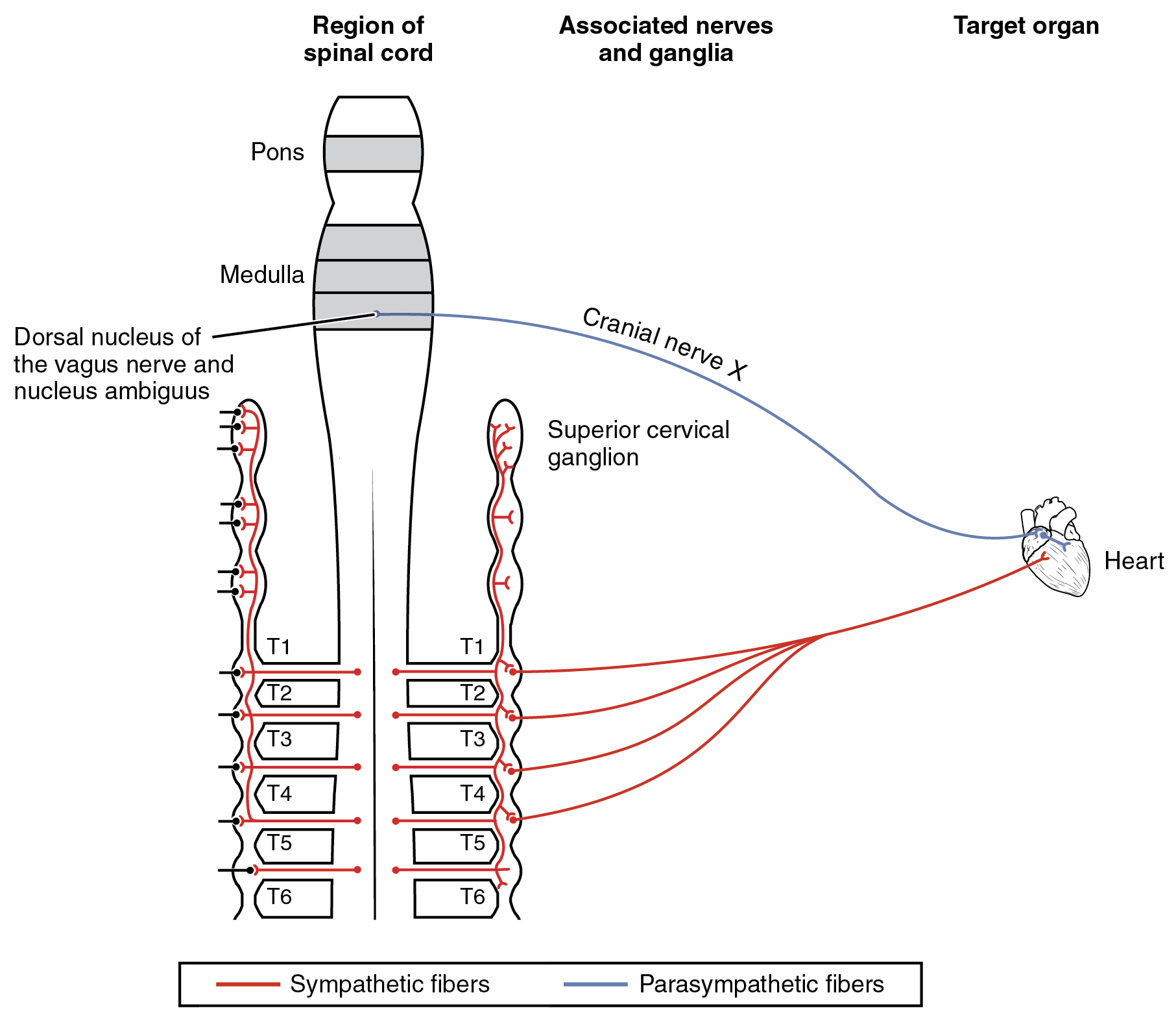 This figure shows the spinal cord and the different nerves that connect to the heart, which is the target organ shown on the right.