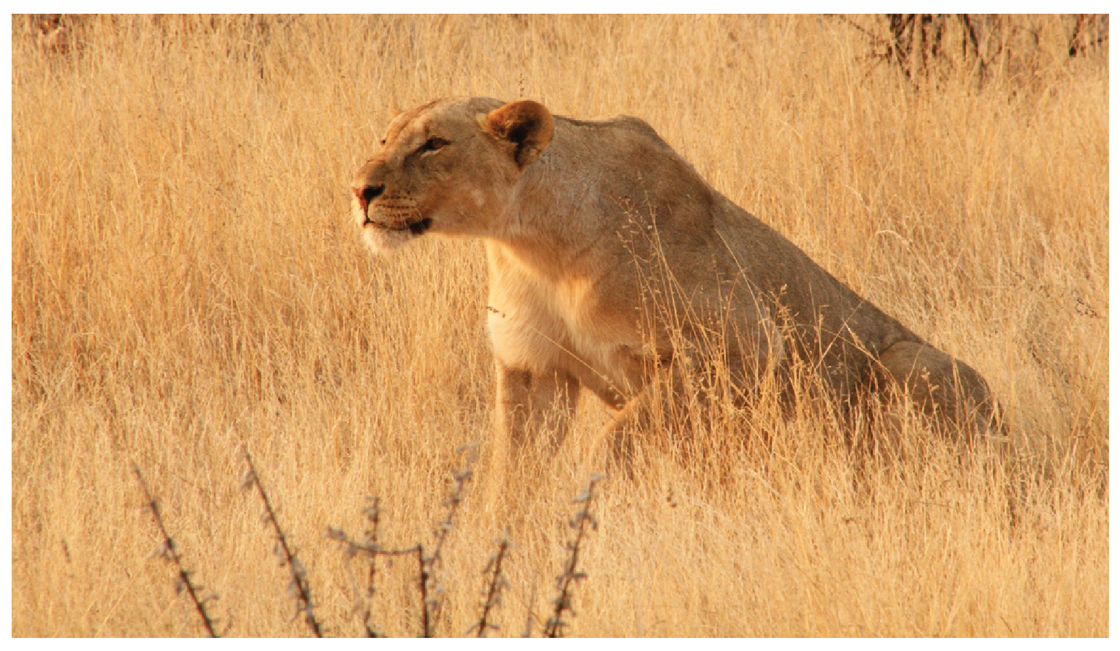 This photograph shows a lioness.