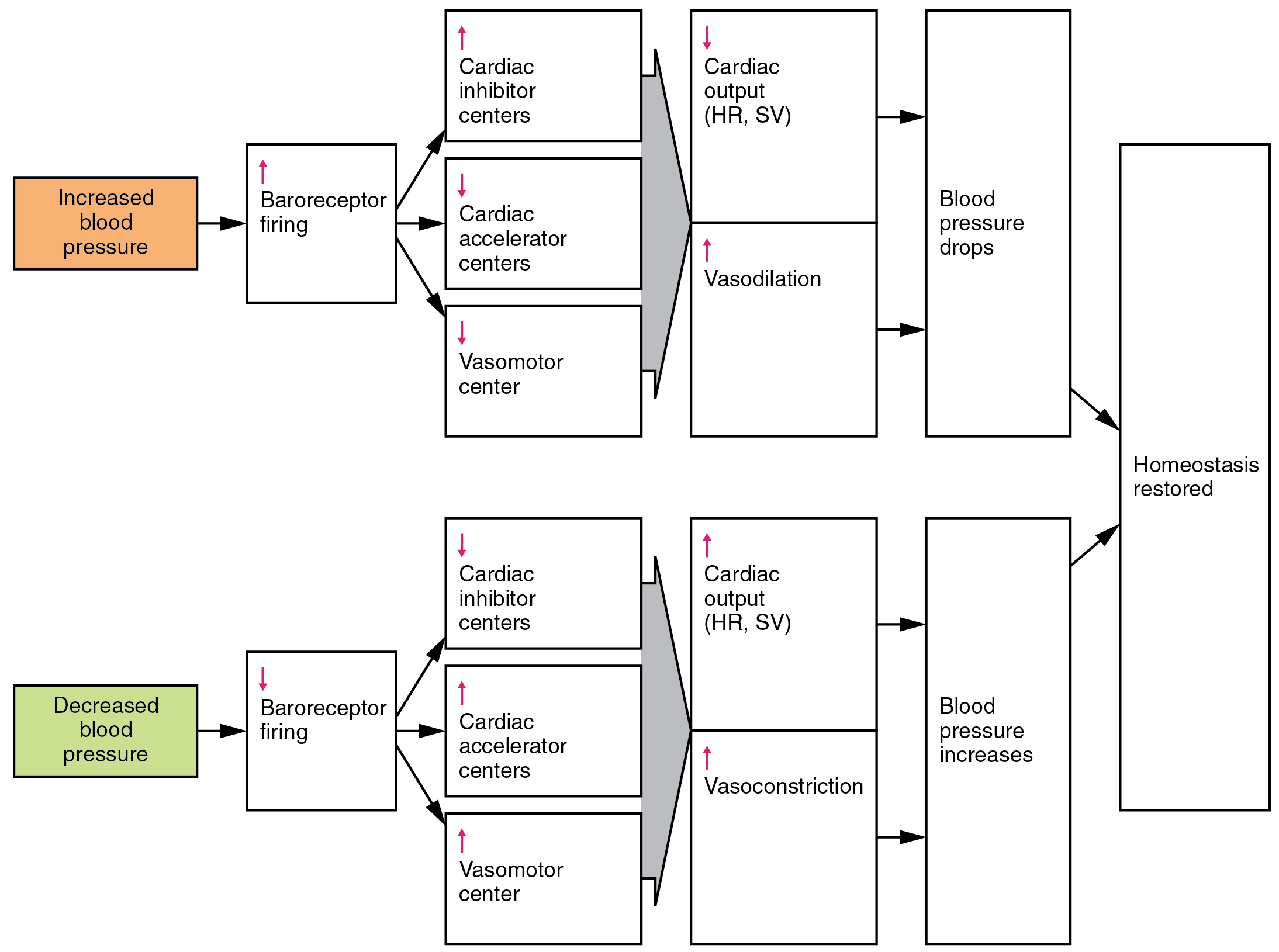 This flow chart shows what happens when blood pressure is increased or decreased. The top panel shows the events that take place when blood pressure is increased, and the bottom panel shows the events that take place when blood pressure is decreased.