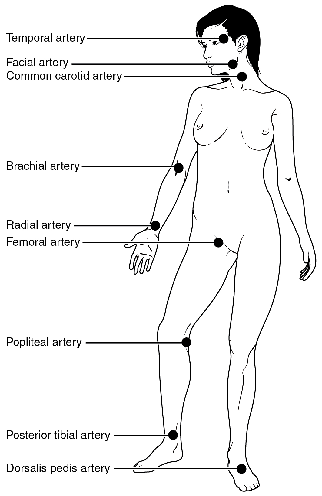 This image shows the pulse points in a woman’s body.