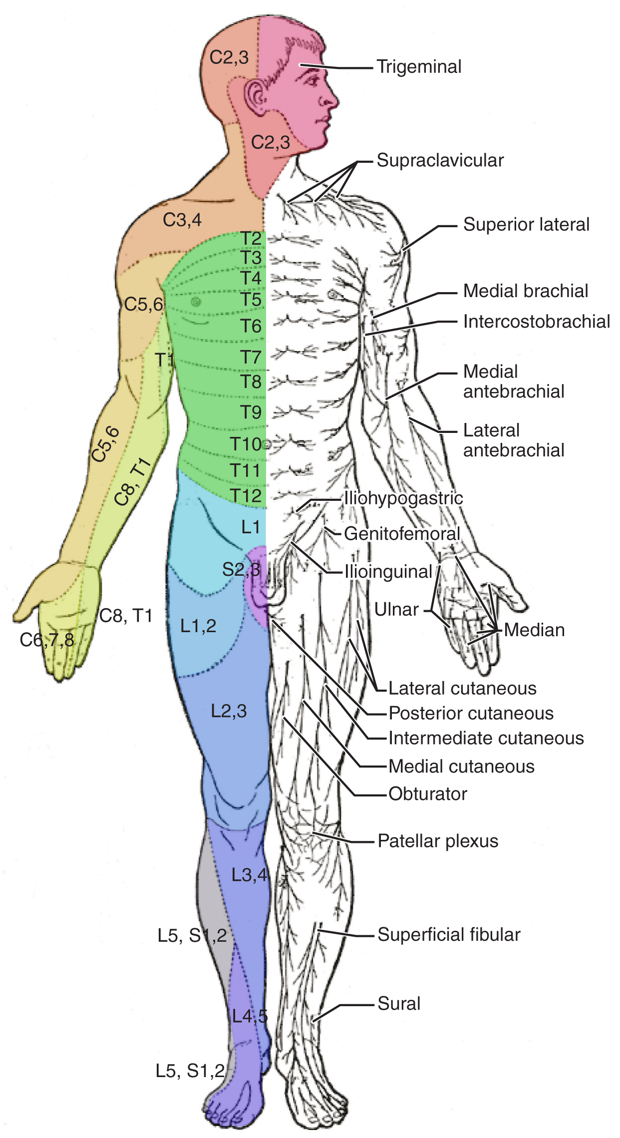 16.4 The sensory and motor exams By OpenStax (Page 2/29) | Jobilize