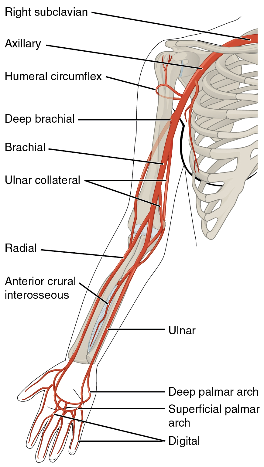 This diagram shows the arteries in the arm.