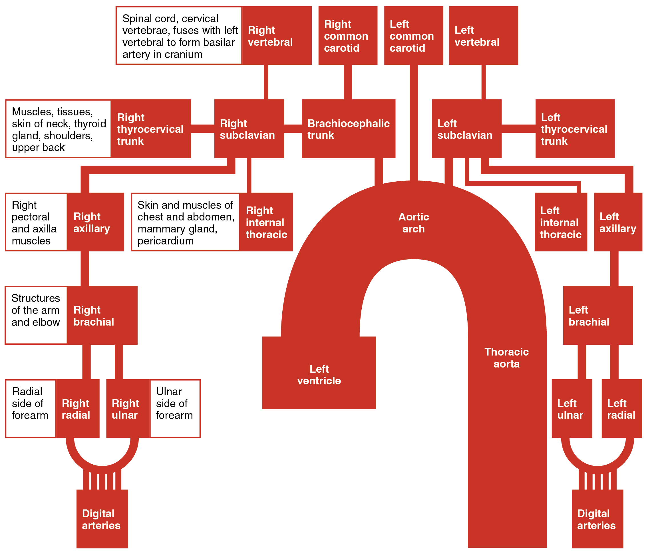 This chart shows the arteries present in the thoracic upper limb.