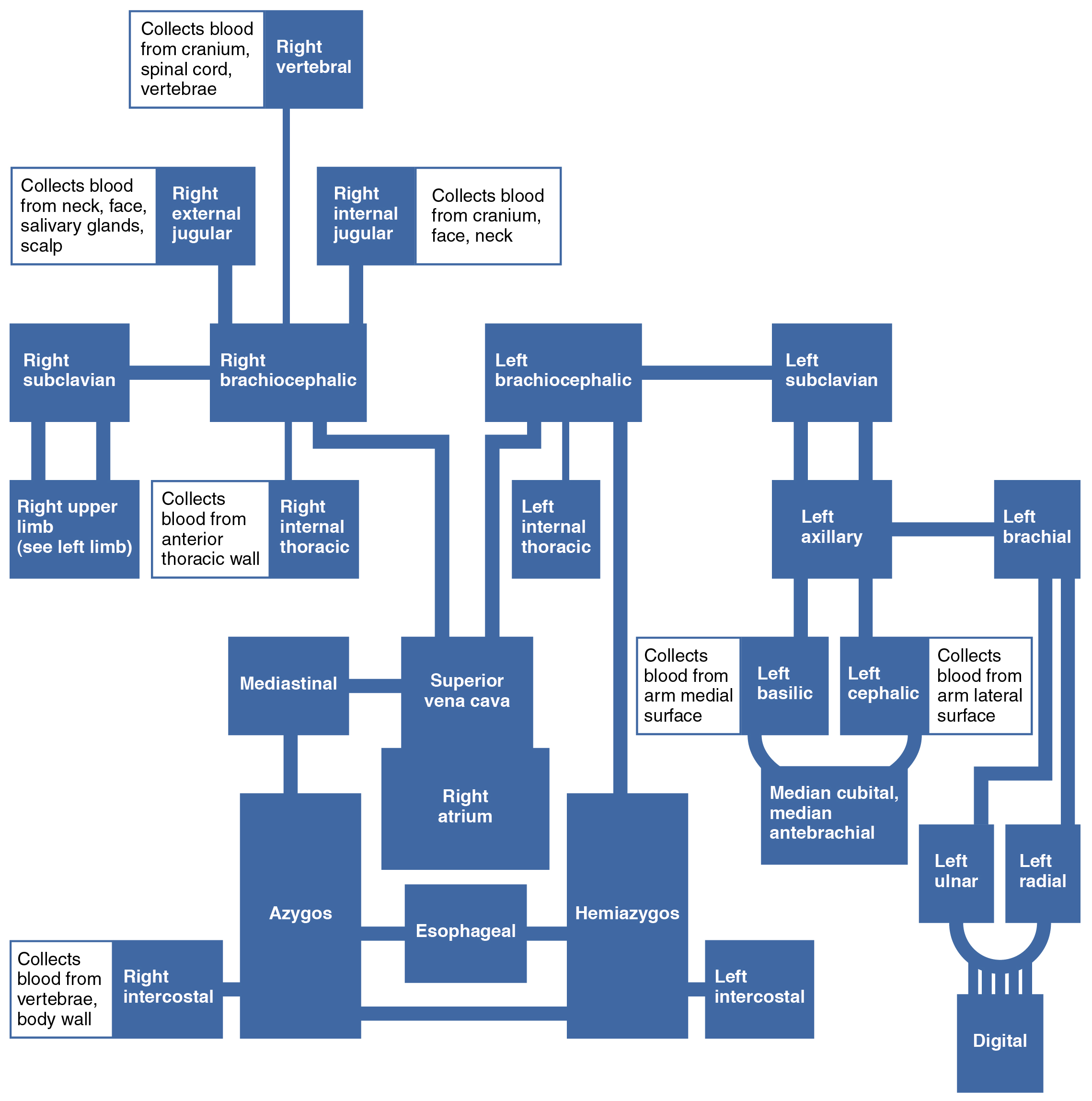 This flowchart shows the different veins in the body, and how they are connected to the superior vena cava.