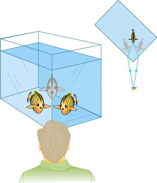 A person looks at a fish tank and he sees the same fish in two different directions at the edge of the water tank facing him.