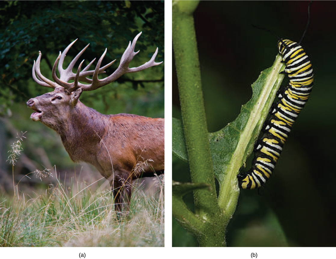 Left photo shows a buck with antlers. Right photo shows a black, yellow, and white striped caterpillar eating a leaf.