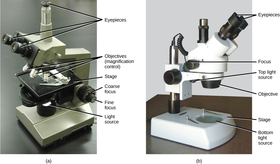 Part a: This light microscope has binocular lenses and three objective lenses. The sample stage is directly beneath the objective lens. The light microscope sits on a tabletop. Part b: The dissecting microscope has binocular eyepieces, one objective lens, and light sources from both above and below the sample stage. There is room on the stage for a three-dimensional specimen.