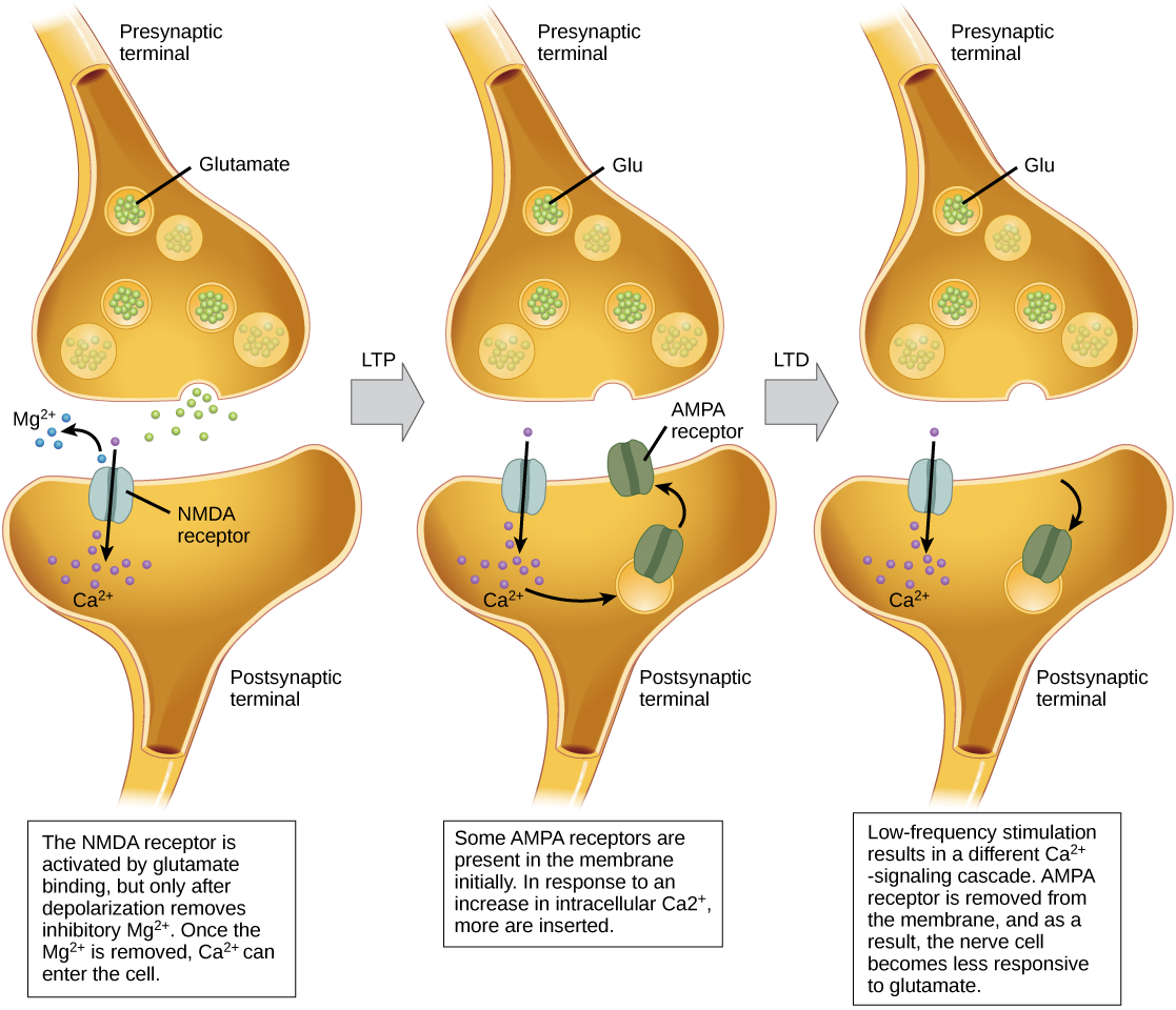 Illustration shows the mechanism of LTP and LTD. Normally, the NMDA receptor in the postsynaptic neuron is activated by glutamate binding, but only after depolarization removes an inhibitory magnesium ion. Once the magnesium is removed, calcium can enter the cell. In response to an increase in intracellular calcium, AMPA receptors are inserted into the plasma membrane, which amplifies the signal resulting in LTP. LDP occurs when low-frequency stimulation results in the activation of a different calcium-signaling cascade that causes AMPA receptors to be removed from the plasma membrane. As a result, the nerve cell becomes less responsive to glutamate.