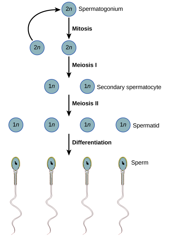  Spermatogenesis begins when the 2n spermatogonium undergoes mitosis, producing more spermatagonia. The spermatogonia undergo meiosis I, producing haploid (1n) secondary spermatocytes, and meiosis II, producing spermatids. Differentiation of the spermatids results in mature sperm.