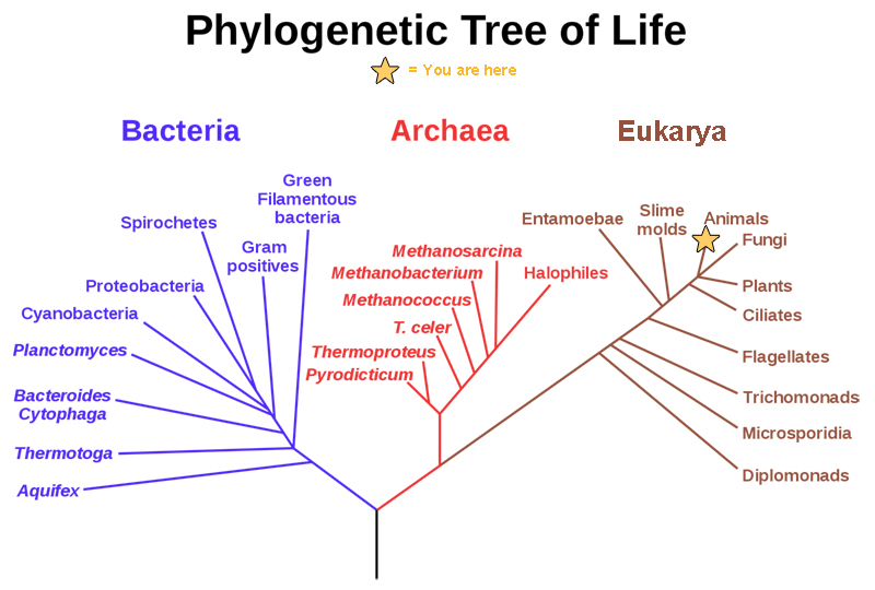 This phylogenetic tree shows that the three domains of life, Bacteria, Archaea and Eukarya, all arose from a common ancestor.