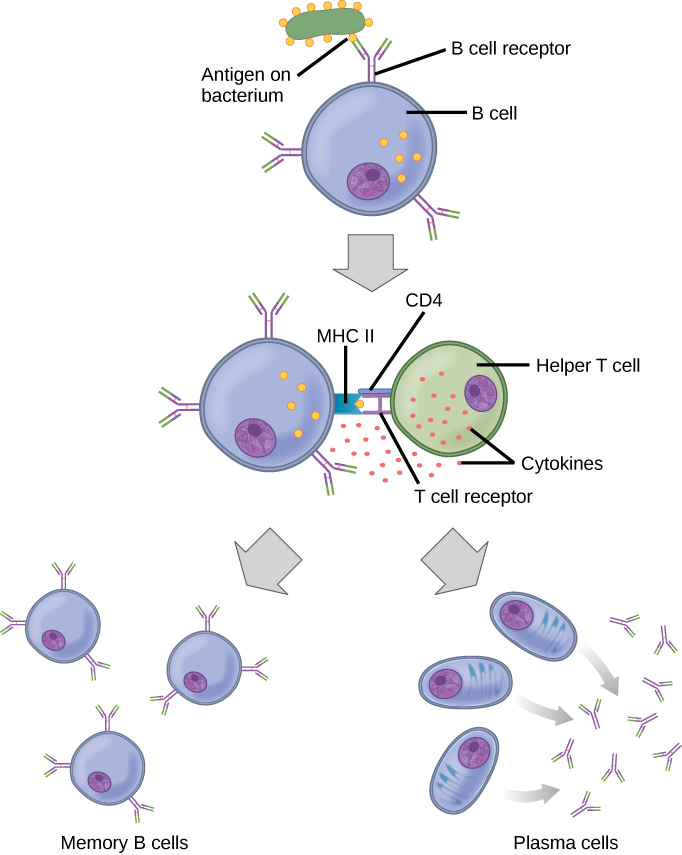 Illustration shows activation of a B cell. An antigen on the surface of a bacterium binds the B cell receptor. The B cell engulfs the antigen, and presents the antigen on its surface in conjunction with a MHC II receptor. A T cell receptor and CD4 molecule on the surface of a helper T cell recognize the antigen–MHC II complex and activate the B cell. The B cell divides and turns into memory B cells and plasma cells. Memory B cells present antigen-specific antibody on their surface. Plasma B cells excrete antibodies.