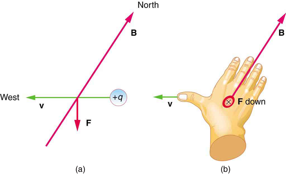 The effects of the Earth’s magnetic field on moving charges. Figure a shows a positive charge with a velocity vector due west, a magnetic field line B oriented due north, and a magnetic force vector F straight down. Figure b shows the right hand facing down, with the fingers pointing north with B, the thumb pointing west with v, and force down away from the hand.