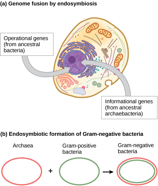 Part A shows a eukaryotic cell. The illustration indicates that, within the nucleus, operational genes were inherited from an ancestral Eubacteria, and informational genes were inherited from an ancestral Archaebacteria. Part B indicates that the outer membrane of Gram-negative bacteria is derived from Archaea, and the inner membrane is derived from Gram-positive bacteria.