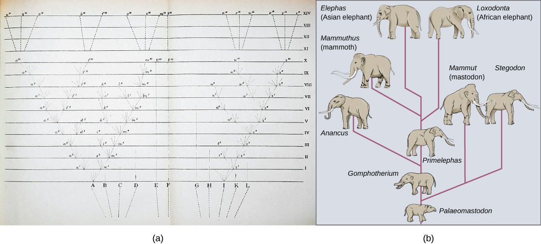 Image (a) shows a sketch of lines branching into a tree shape. At the bottom are 11 vertical lines labeled A through L. These then are branched out as they move up across the page through fourteen rows labeled with Roman numerals. Some branches make a straight line from the bottom row to the top row, others keep branching out further at each row, and some are straight partway through the rows until they connect to an existing branch or form no connection and instead stop. The top four rows each consists of a single line from a branch tip (there are 6 branch tips at row XI) to one of 15 individual final designations. Illustration B shows the evolution of modern African and Asian elephants from a common ancestor, the Palaeomastodon. The Palaeomastodon was similar to modern elephants; however, it was smaller and had a long nose instead of a trunk. Side branches of the elephant evolutionary tree gave rise to mastodons and mammoths. The mammoth is more closely related to modern elephants than the mastodon.