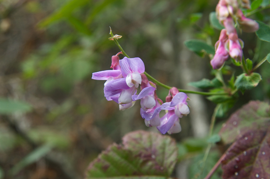 A photo of light purple pea flowers.