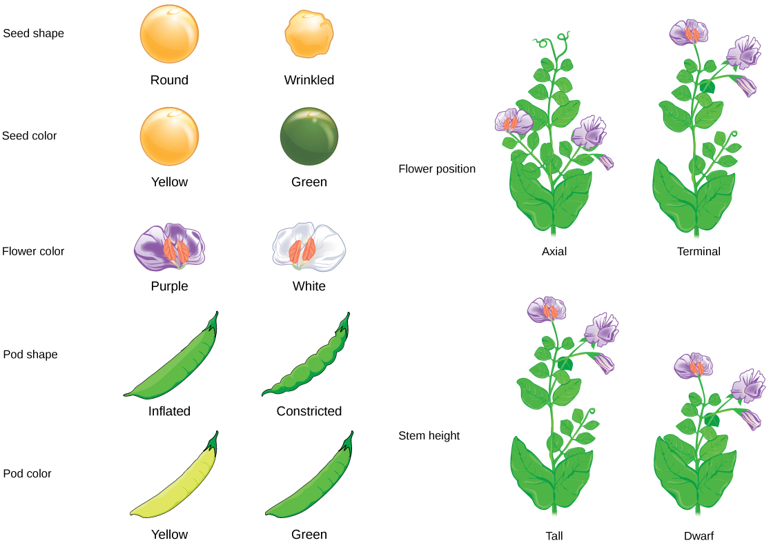 Seven characteristics of Mendel’s pea plants are illustrated. The flowers can be purple or white. The peas can be yellow or green, or smooth or wrinkled. The pea pods can be inflated or constricted, or yellow or green. The flower position can be axial or terminal. The stem length can be tall or dwarf.