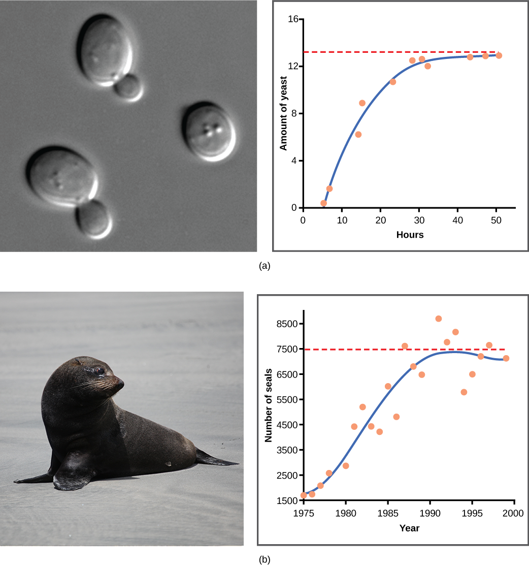 Graph (a) plots amount of yeast versus time of growth in hours. The curve rises steeply, and then plateaus at the carrying capacity. Data points tightly follow the curve. Graph (b) plots the number of harbor seals versus time in years. Again, the curve rises steeply then plateaus at the carrying capacity, but this time there is much more scatter in the data. A micrograph of yeast cells, which are oval in shape, and a photo of a Southern fur seal are shown.