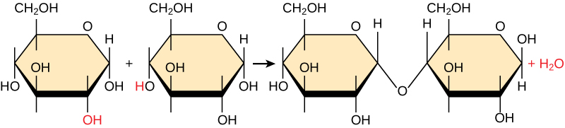 Shown is the reaction of two glucose monomers to form maltose. When maltose is formed, a water molecules is released.