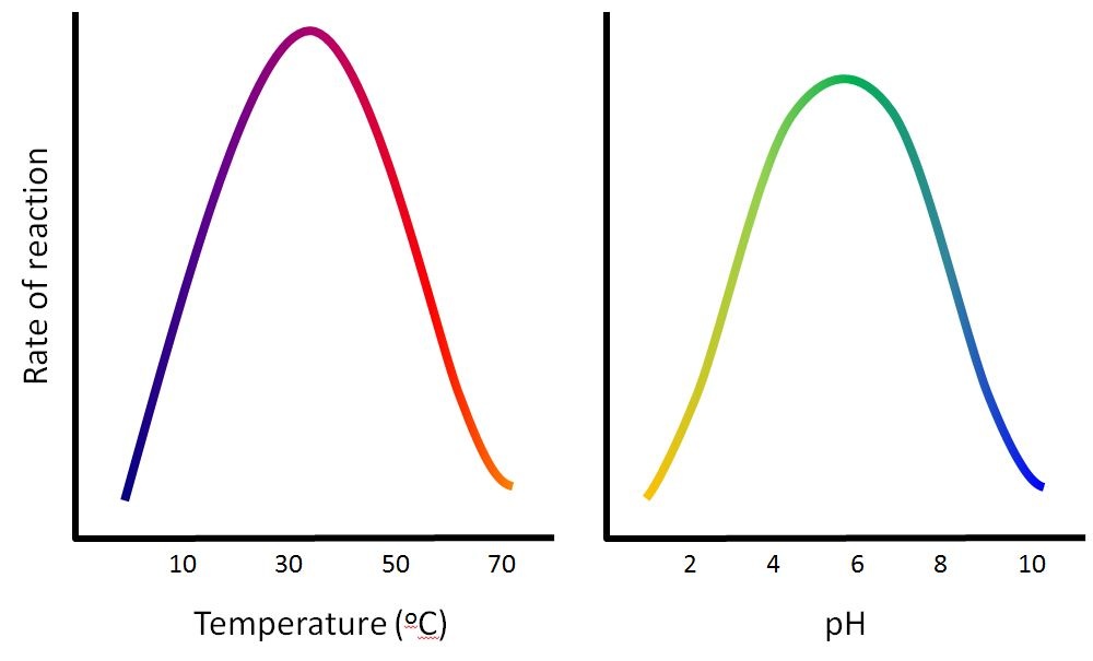 Enzymes and temperature and pH 