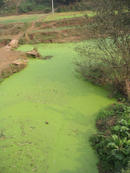 picture of Algal bloom