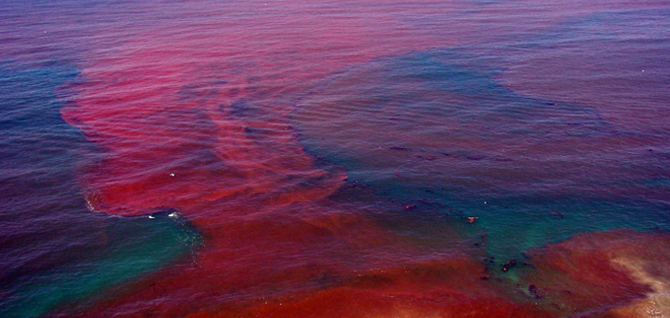 photograph of harmful algal bloom
