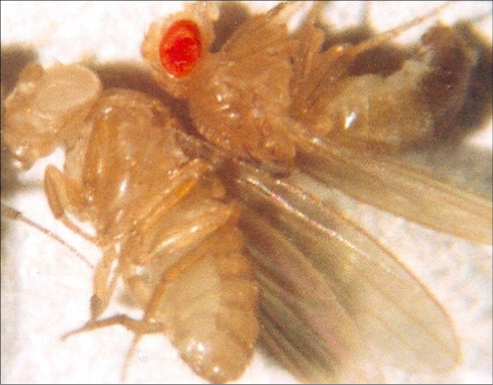 Photo shows two fruit flies, one with red eyes and one with white eyes.