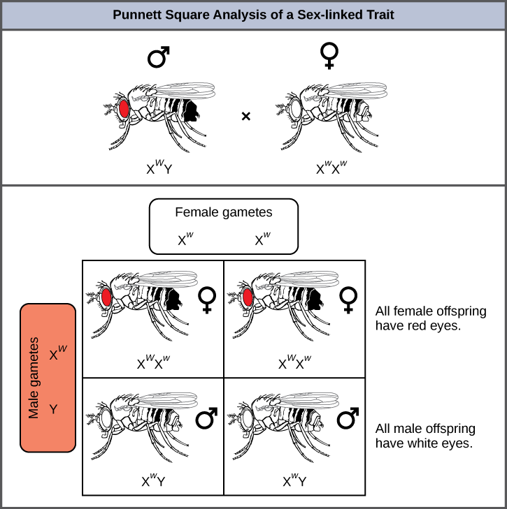 This illustration shows a Punnett square analysis of fruit fly eye color, which is a sex-linked trait. A red-eyed male fruit fly with the genotype X^{w}Y is crossed with a white-eyed female fruit fly with the genotype X^{w}X^{w}. All of the female offspring acquire a dominant X^{W} allele from the father and a recessive X^{w} allele from the mother, and are therefore heterozygous dominant with red eye color. All the male offspring acquire a recessive X^{w} allele from the mother and a Y chromosome from the father and are therefore hemizygous recessive with white eye color.